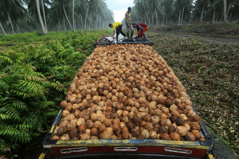 Riau Dijadikan Lokasi Proyek Percontohan Hilirisasi Kelapa