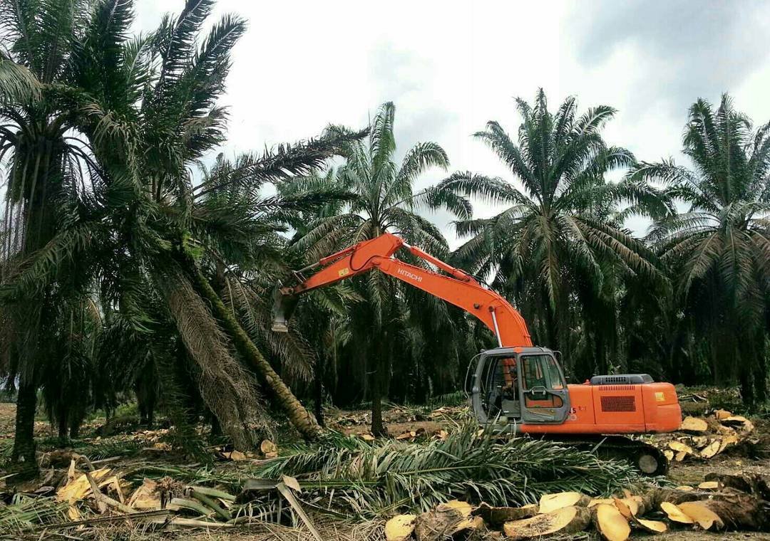 Riau Targetkan Replanting Tahun Ini 10.800 Hektare