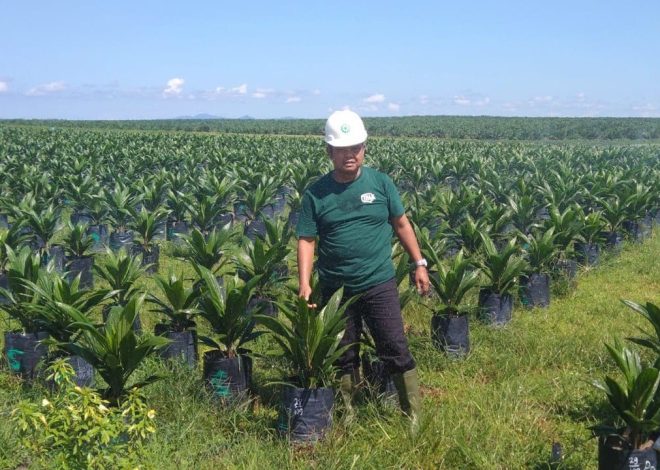 Sumsel Ekspor 95.400 Benih Sawit ke Peru